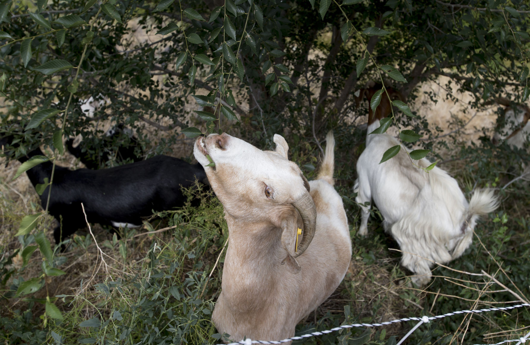 190710-newslocal-goats 02.jpg
